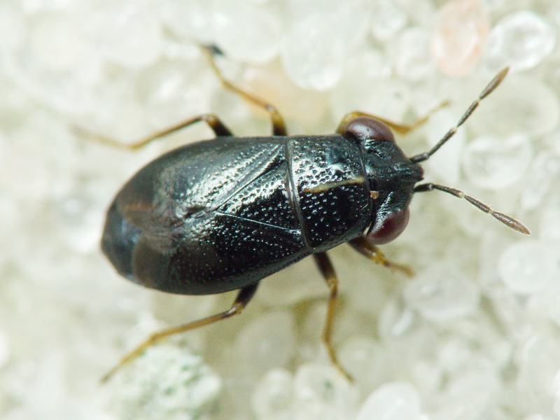 Geocoris ater (Fabricius, 1787)